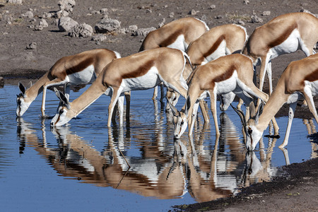饮中八仙团体苹果浏览器一群跳羚羊Antidorcusmarsupialis从非洲纳米比亚埃托沙公园的苍蝇覆盖水坑中饮有袋动物背景