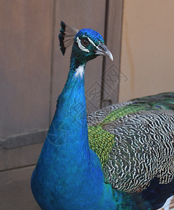 绿色美丽的蓝孔雀有丝绸的蓝色羽毛鸟类摄影阿维斯图片