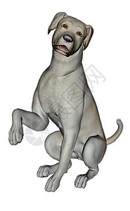巧克力拉布拉多犬狗犬类朋友悲伤的拉布多犬坐在白色背景中3D渲染悲伤的拉布多犬坐着设计图片