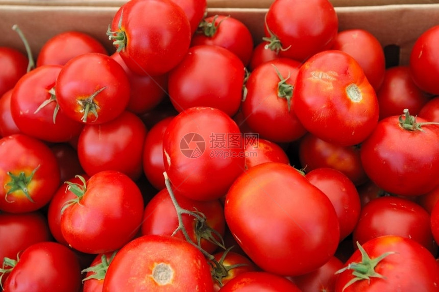 绿色红番茄盛装明后宝西番茄在成熟的高峰红色传家宝图片