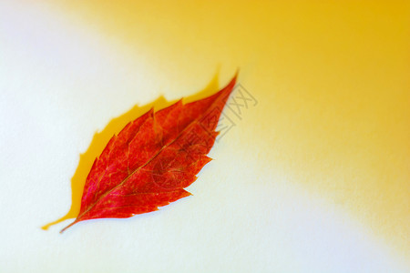 秋天的红树叶背景图片