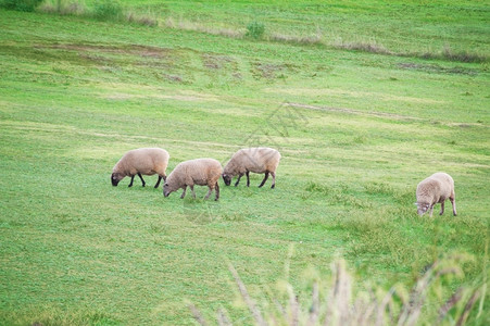 动物户外南澳大利亚农村地区草原上的一些绵羊景观图片