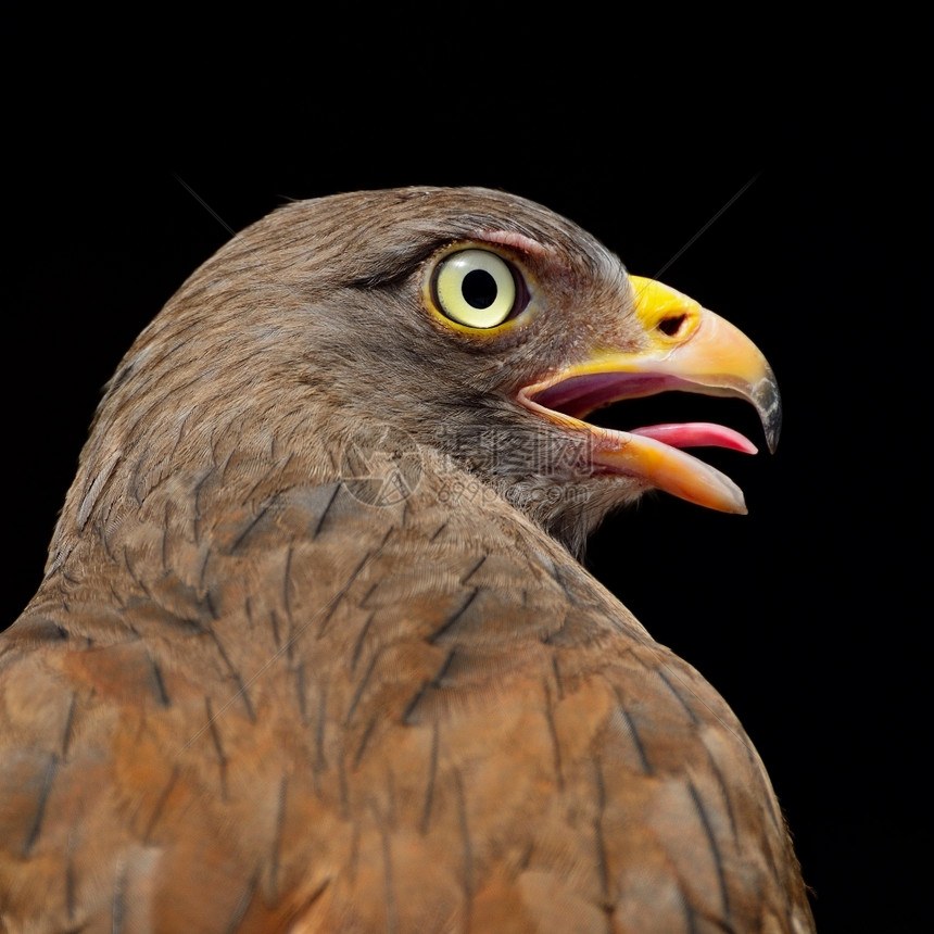 猎物荒野红褐色的鲁富翼BuzzardButastur活人乳房简介图片