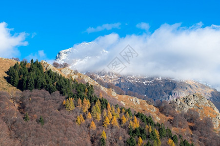 山间云雾和树木图片