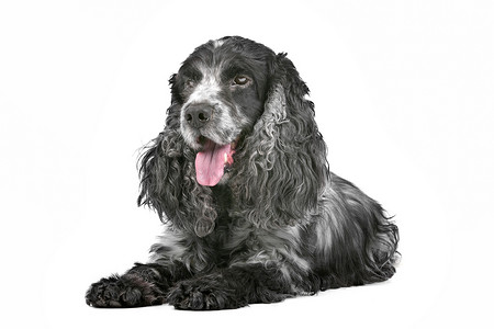 Dog西班牙猎狗英语宠物猎犬高清图片