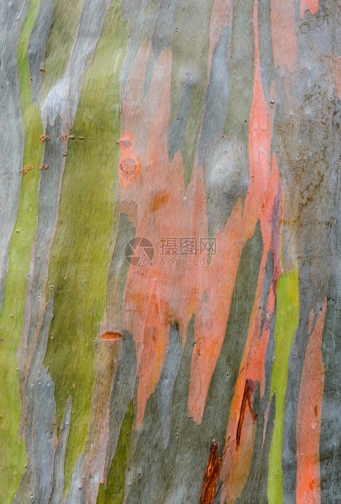 橙环境Eucalyptusdeglupta树皮的多彩抽象模式粮食图片