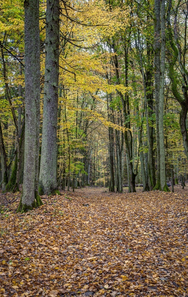 秋天森林里的落叶图片