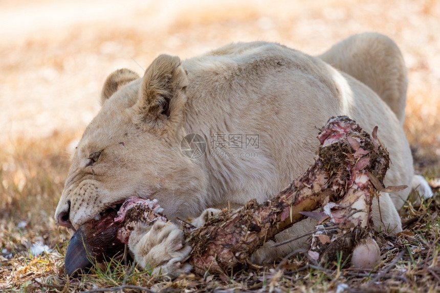 一种贝拉丘动物个美丽的白母狮吃掉她所杀的其余部分图片