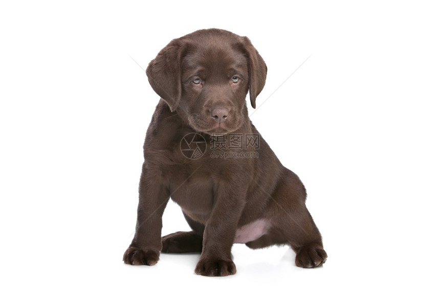 动物品种年轻的巧克力拉布多小狗在白色背景前的巧克力拉布多小狗图片