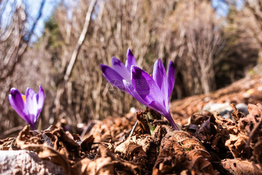 番红花春天季节我们看到在野生物紫花朵种植中生长的盛开春花篮子图片