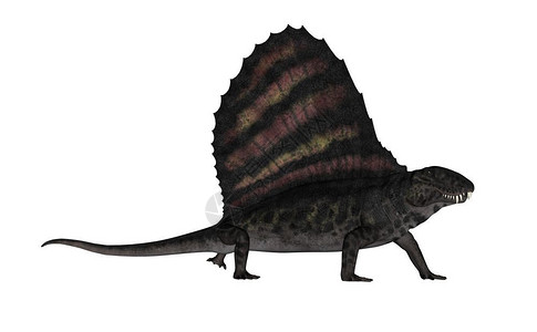 送元二使安西Dimetrodon恐龙在白色背景中孤立行走3D使Dimentrodon恐龙3D化身二齿龙数字的古艺术设计图片