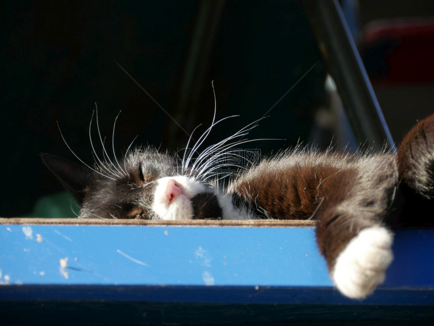 低的朋友宠物睡在太阳的黑燕尾服猫近距离低视角图片