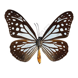 蓝色和棕蝴蝶黄褐Mime蝴蝶白色背景上的孤立动物荒野自然图片