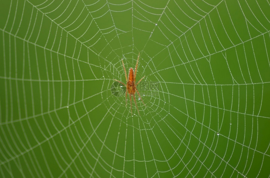 恐惧网络眼睛蜘蛛上的野生红蜘蛛自然绿色背景野生红蜘蛛图片
