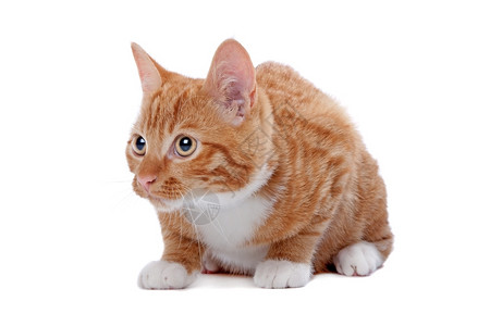 动物橘猫背景图片