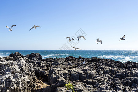 海鸟景观飞行越葡萄牙卡斯凯西附近岩石和陡峭崎岖的海岸线鸥图片