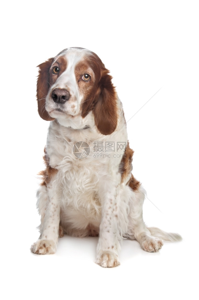 宠物一种威尔斯普林格Spaniel威尔士斯普林格在白人背景面前狗图片