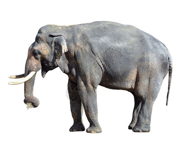 野生动物大象背景图片