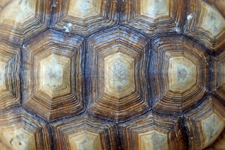 贝壳自然土卫层非洲刺激的乌龟或地心硫卡塔壳作为背景图片