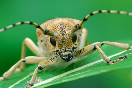 动物BugSaperdacharias清晨睡觉早期的甲虫图片