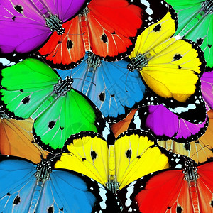质地外来蝴蝶彩色作为背景或纹理生物学图片