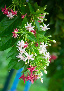 橙美丽的Blossom热带花泰国普吉自然图片