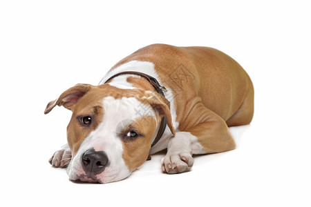 国内的在室一种美国斯塔福德郡梗犬在白色背景前的美国斯塔福德郡梗犬图片
