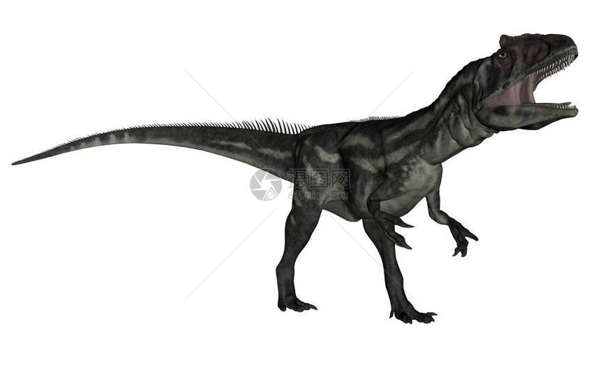 阿龙恐在白色背景中被孤立地咆哮3D化同龙恐咆哮3D化和D兽脚亚目异特龙爬虫图片