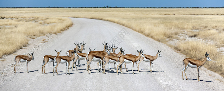 非洲大草原的羚羊图片