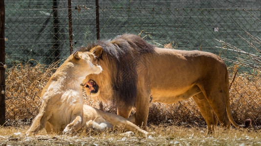 一种只雄狮对母表示兴趣贝拉丘非洲图片