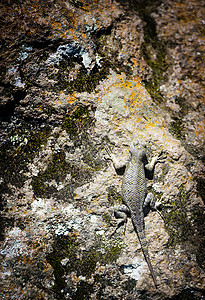 岩墙上的布朗斯宾利蜥蜴异国情调荒野美背景图片