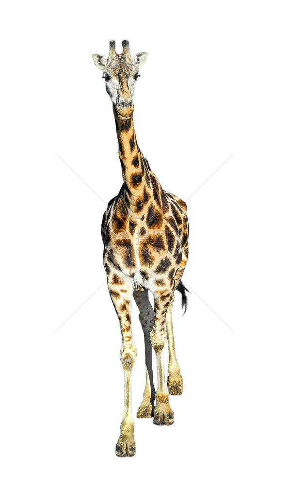 苹果浏览器长的颈鹿完全被隔离在白色背景上滑稽走路长颈鹿紧闭动物园棕色的白图片