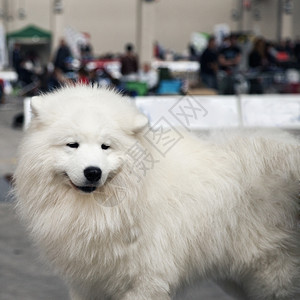 白色马雷曼牧羊犬肖像方形图象动物老的设得兰群岛图片