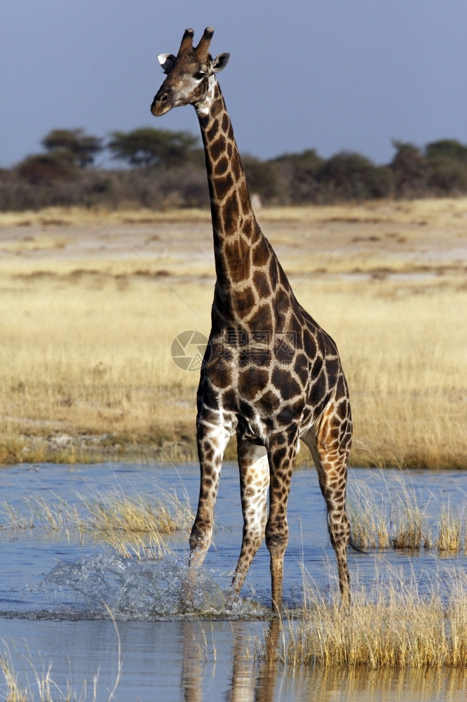 的艾伦纳米比亚埃托沙公园水坑中的长颈鹿Giraffacamelopardalis荒野图片