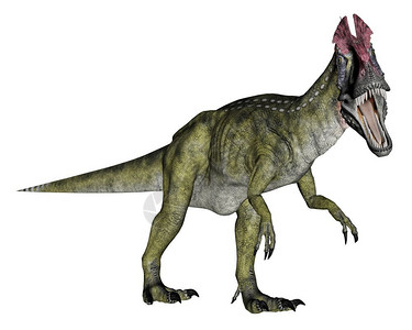 肉食在白色背景下行走的恐龙3D转化背景冷脊龙高清图片