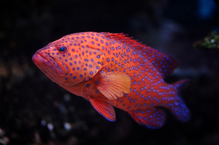 生动珊瑚海莫斯科物园水族馆的红种植者Cephalopholis迷你塔图片
