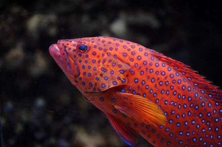 一种卡布里利亚莫斯科动物园水族馆的红种植者Cephalopholis迷你塔鳍背景