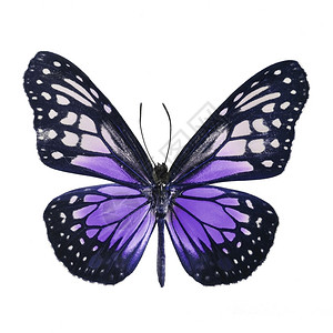 翅膀紫蝴蝶黄玻璃虎白底孤立的花彩色描述片中的帕拉尼察颜色精美的图片
