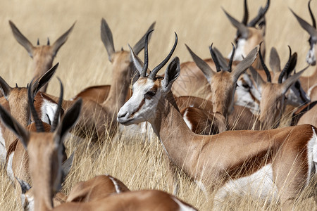 非洲草原上的羚羊图片