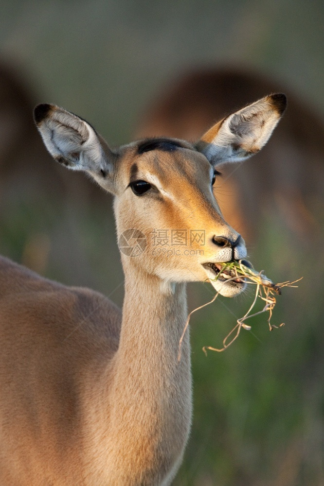 哺乳动物群北方非洲博茨瓦纳北部萨武提地区的一名年轻女ImpalaAepycerosmelampus图片