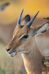 黑蒂玛北方野生动物高清图片