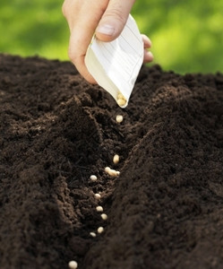 在土壤中播种甘豆排包污垢图片
