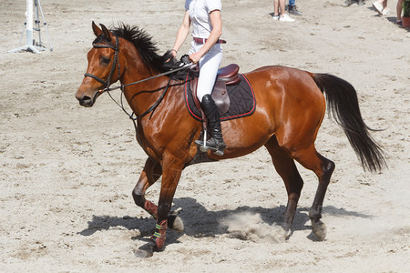 女人骑着海马在Trot动物场地骑术图片