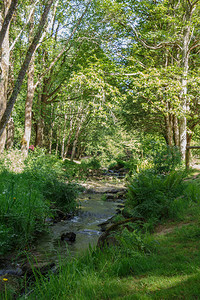 春天在公园的河里植物树流动图片
