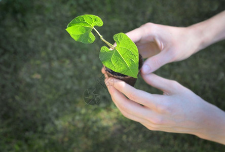 一个男人拿着树苗在绿色背景的锅里种植豆子紧握手对园艺农业图片