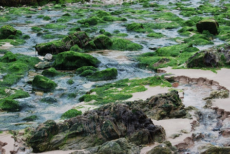 在两海之间有石头藻类和水池雅各布斯岩石河图片