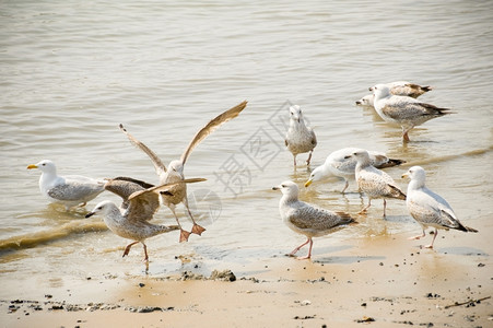 一群海鸥在沙滩上游荡图片