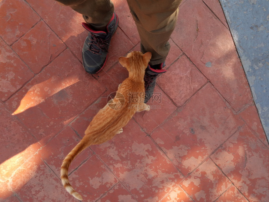 闪电猫和主人压在男腿上满脸信赖地看着任宠物图片