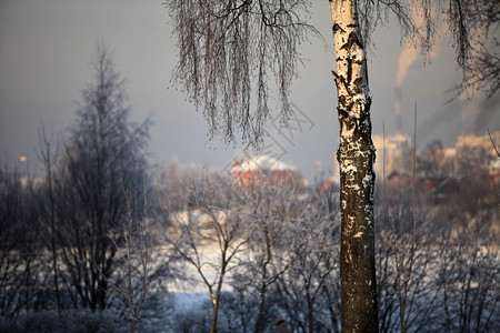 美丽冬天的白桦树北极非城市图片