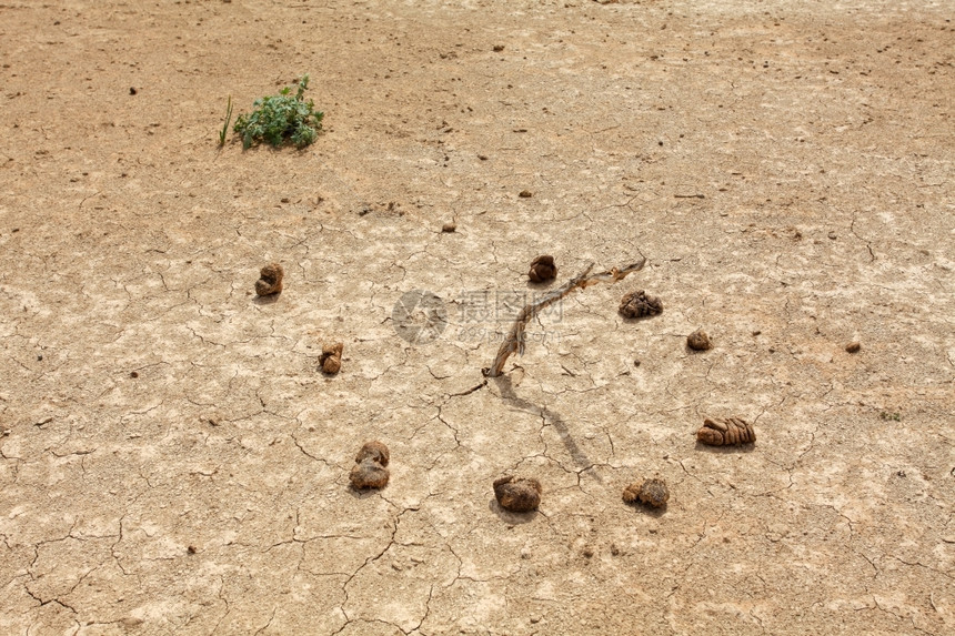 红莲蒙古戈壁沙漠动物粪便日用品晷时间图片
